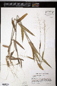 Panicum ravenelii image