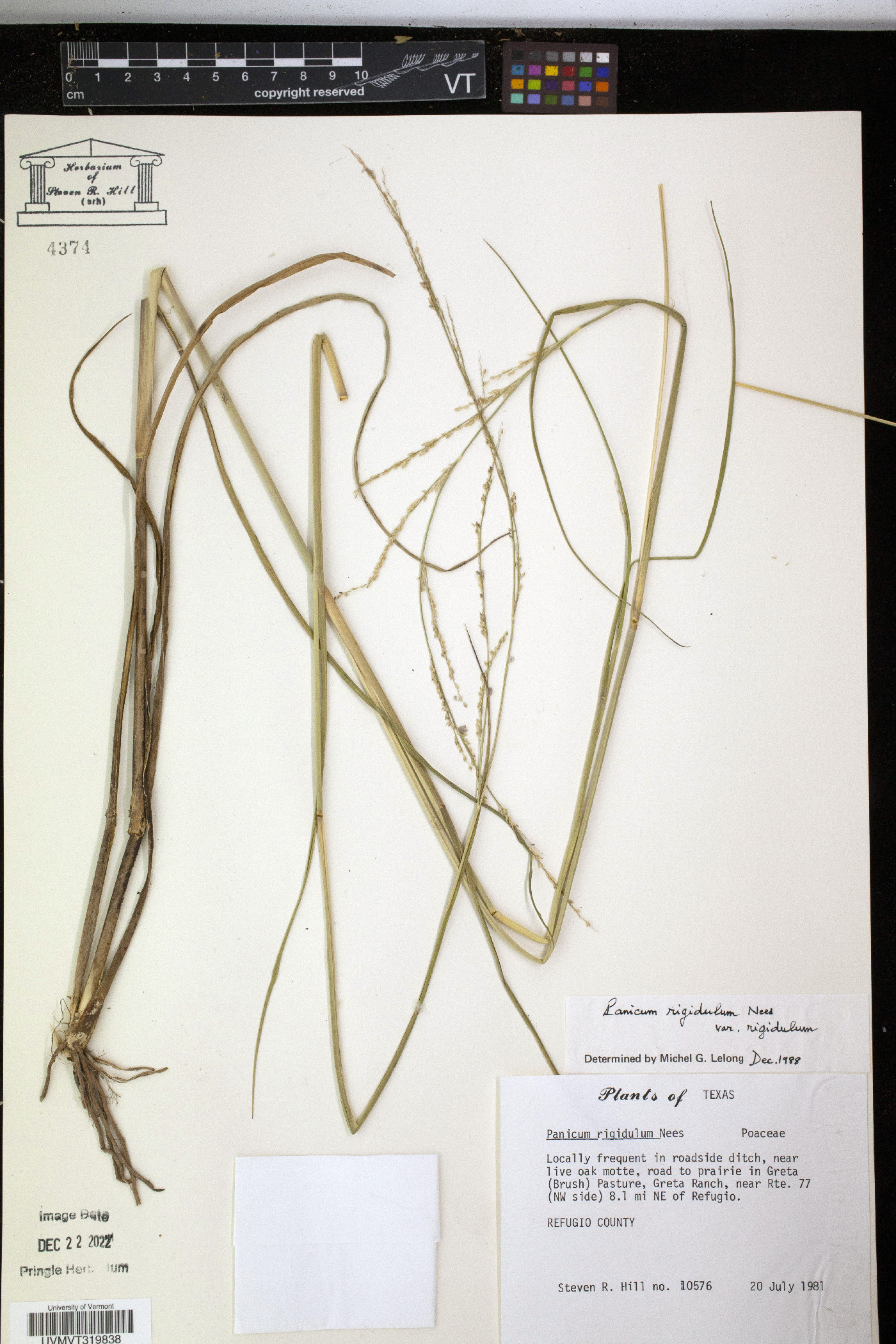 Coleataenia rigidula subsp. rigidula image