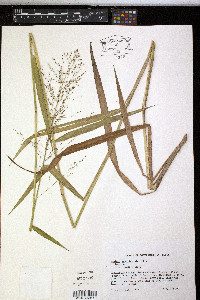 Dichanthelium scabriusculum image