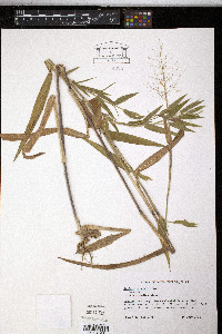 Dichanthelium scribnerianum image