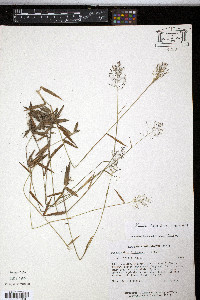 Panicum tenue image