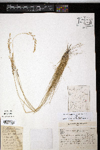 Piptochaetium montevidense image