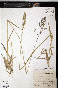 Poa chaixii image