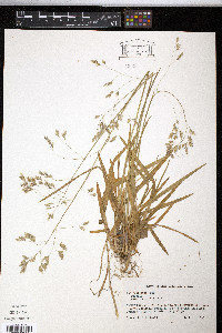 Poa cuspidata image