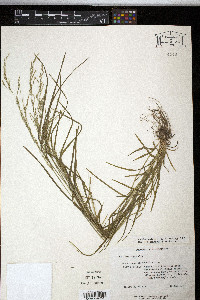 Poa nemoralis image