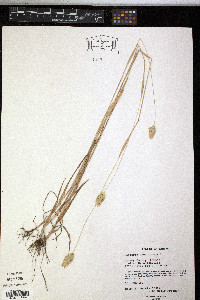 Phalaris canariensis image