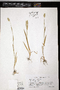 Phalaris caroliniana image