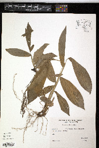 Pharus glaber image