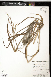 Paspalum boscianum image