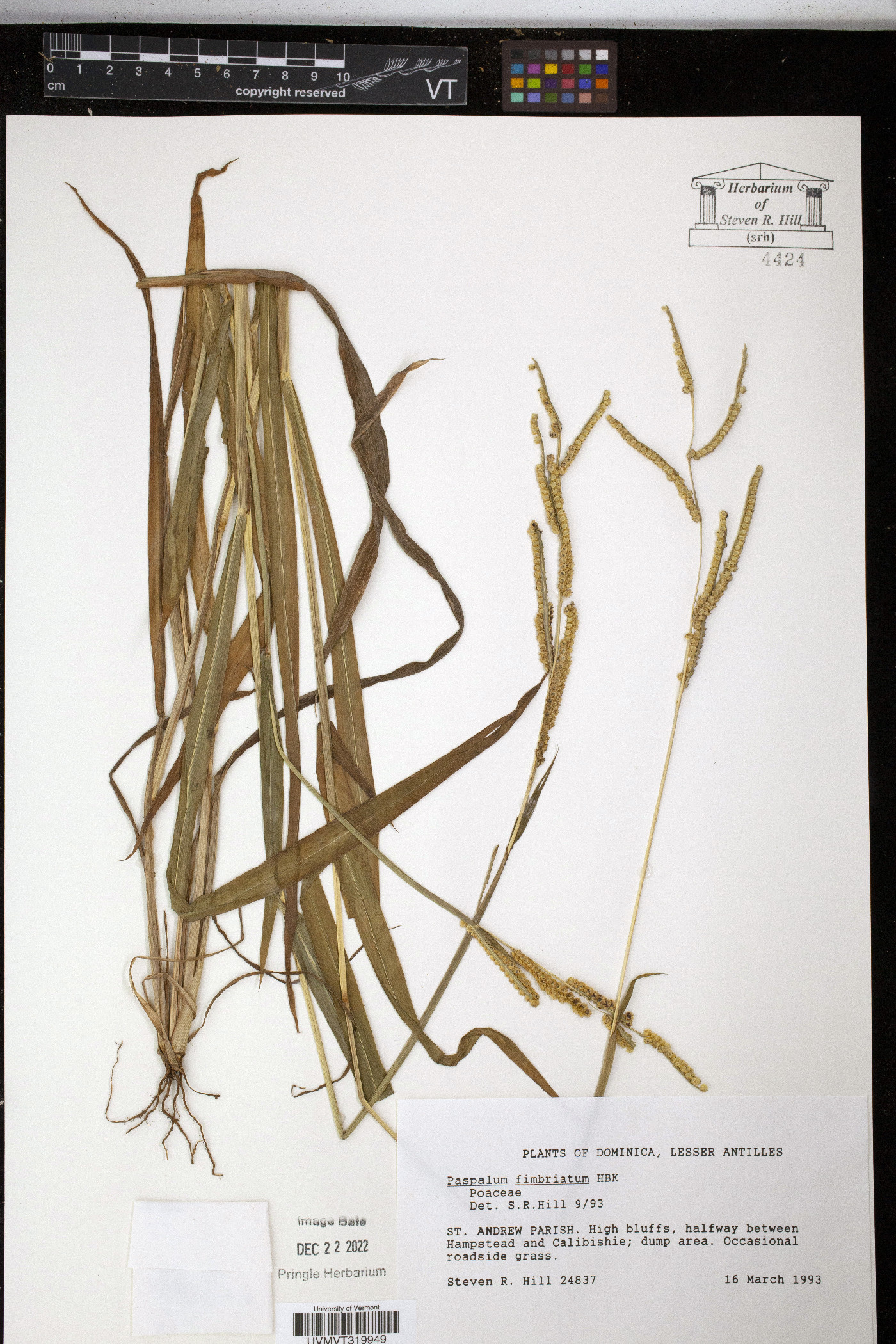 Paspalum fimbriatum image