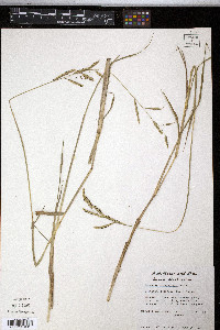 Paspalum hartwegianum image