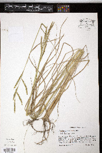 Paspalum hartwegianum image