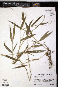 Paspalum laxum image