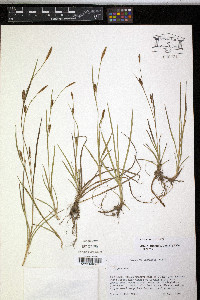 Carex crawei image