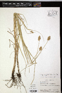 Carex cristatella image
