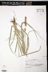 Carex crus-corvi image