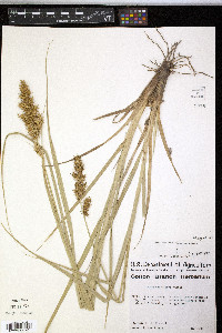 Carex crus-corvi image