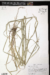 Carex davisii image
