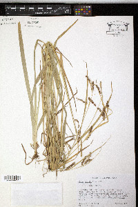 Carex davisii image