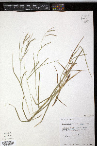 Carex debilis var. pubera image