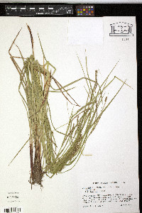 Carex debilis var. pubera image