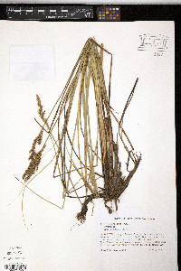 Carex decomposita image