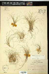 Carex eburnea image