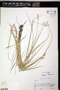 Carex festucacea image