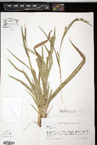 Carex flaccosperma image