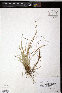 Carex floridana image