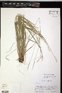 Carex gracilescens image