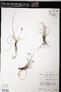 Carex inops image