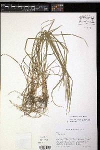 Carex hitchcockiana image