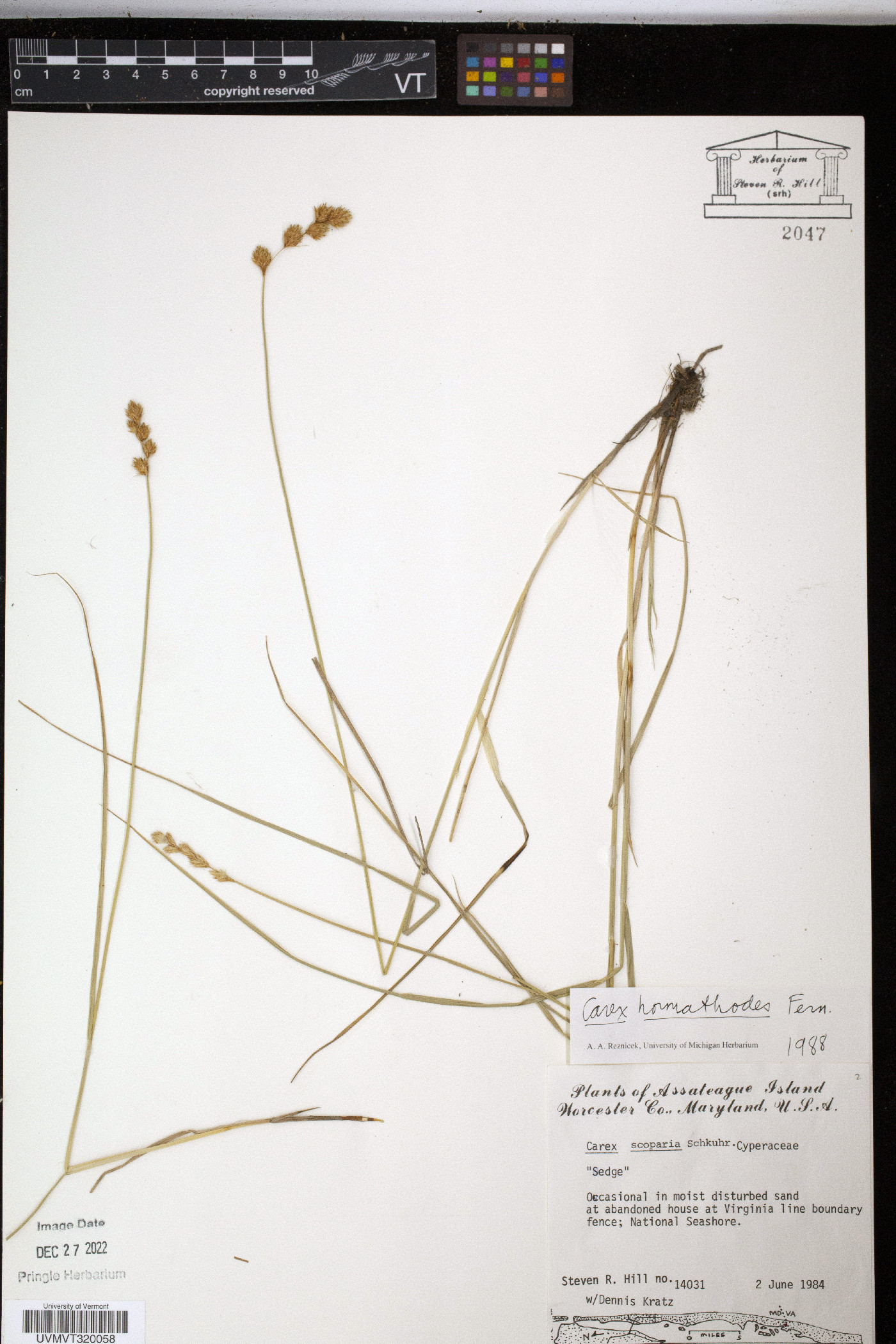 Carex hormathodes image