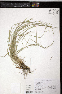Carex jamesii image