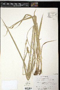 Carex laevivaginata image