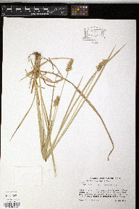Carex laevivaginata image
