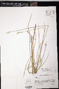 Carex longii image