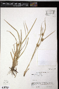 Carex louisianica image