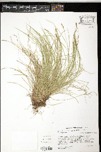Carex lucorum var. austrolucorum image