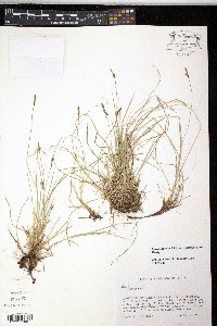 Carex lucorum var. austrolucorum image
