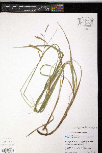 Carex mitchelliana image
