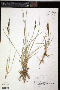 Carex nigra image