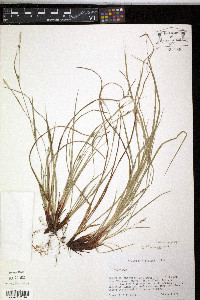 Carex oligocarpa image