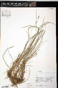 Carex ouachitana image
