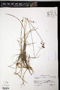 Carex paupercula image