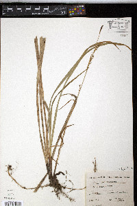 Carex pilosa image