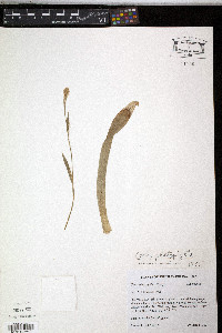 Carex platyphylla image