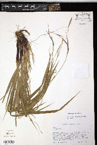 Carex purpurifera image