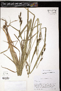 Carex shortiana image